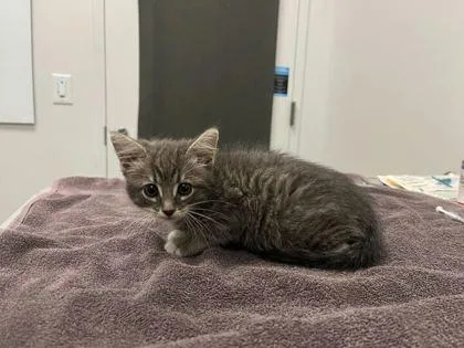 A baby small-sized female Gray / Blue / Silver Domestic Short Hair cat named Pollen for adoption in Kansas City, MO
