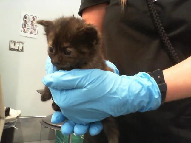 A baby small-sized female Domestic Short Hair cat named Nika for adoption in Charlotte, NC