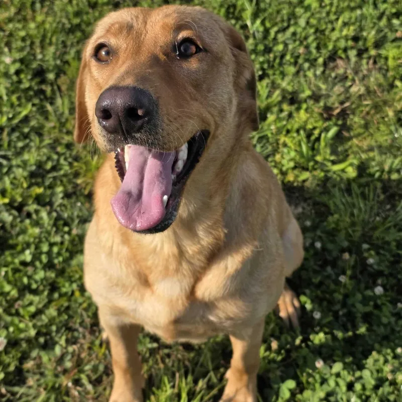 An adult medium-sized female Red / Chestnut / Orange Mixed Breed dog named Ginger for adoption in Madisonville, TN