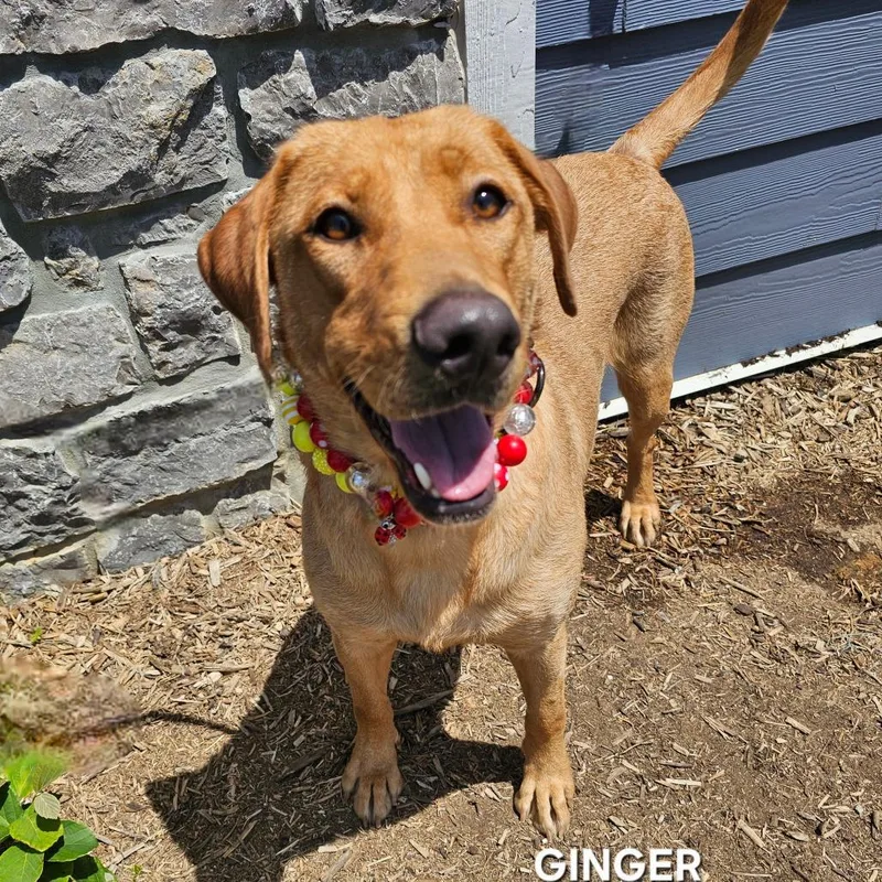 Ginger thumbnail 2