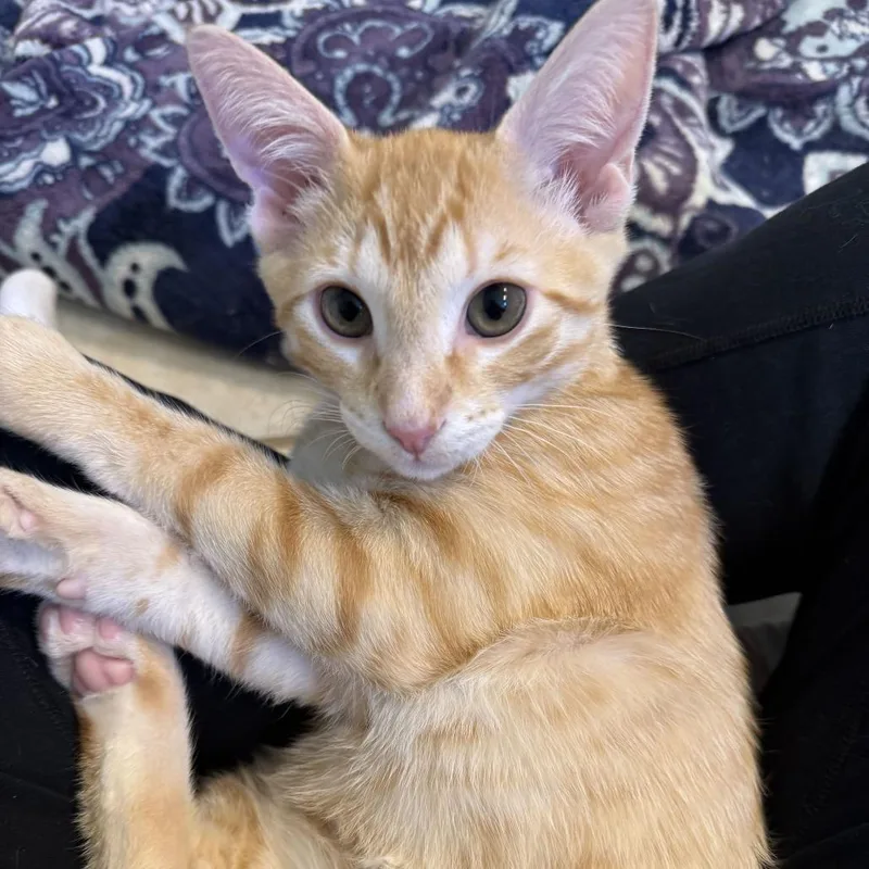 A baby small-sized male Domestic Short Hair cat named Cheddar for adoption in Tallahassee, FL