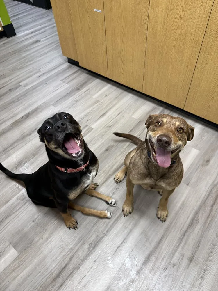 An adult medium-sized female Mixed Breed dog named Addie for adoption in San Diego, CA
