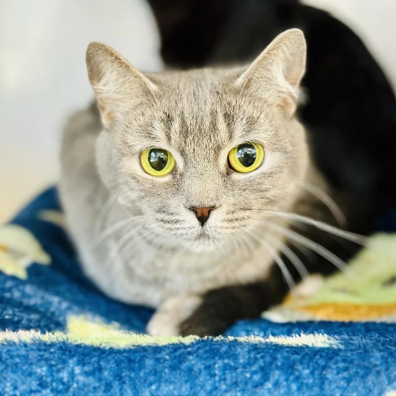An adult medium-sized female Tabby (Gray / Blue / Silver) Domestic Short Hair cat named Starling for adoption in Jackson, NJ