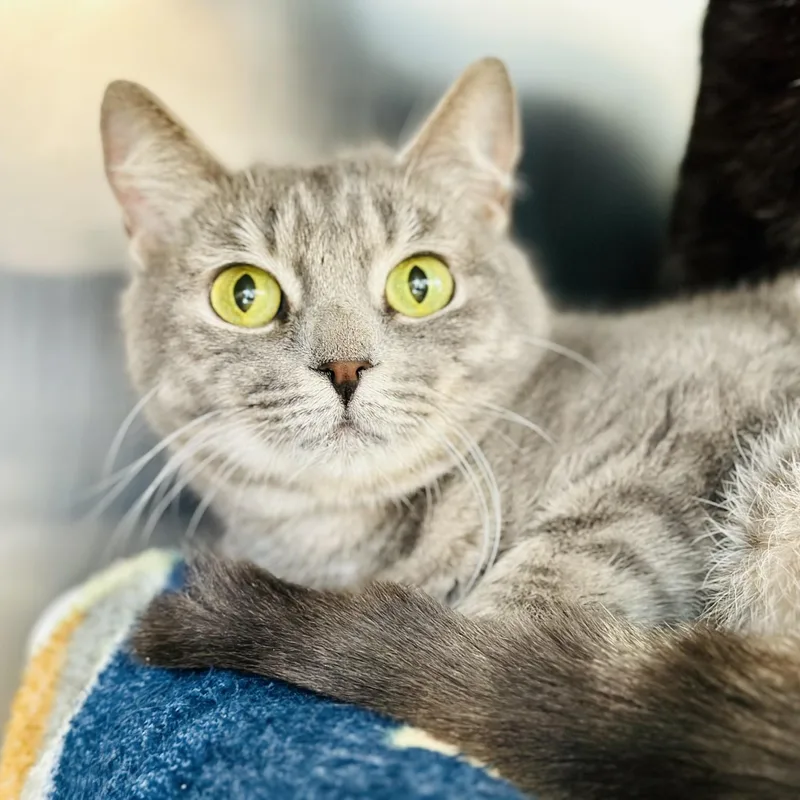 Starling thumbnail 2