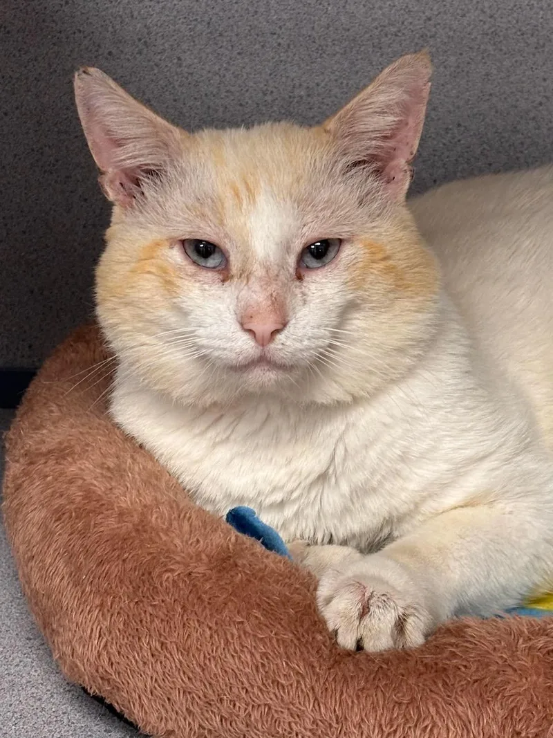 An adult medium-sized male Flame Point Siamese cat named Max for adoption in Batavia, NY