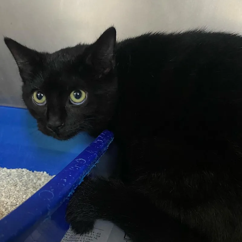 A baby small-sized female Black Domestic Short Hair cat named Sarabi for adoption in Newport, NC