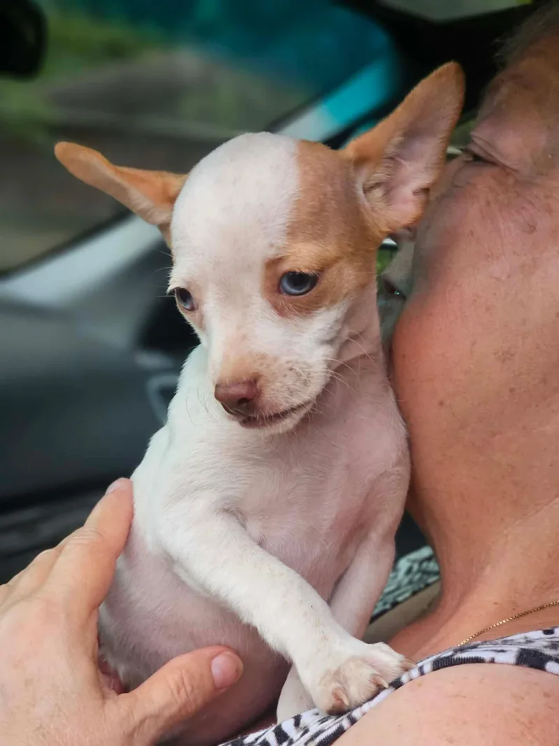 A baby small-sized female Chihuahua dog named Meadow Prairie for adoption in Wakefield, RI