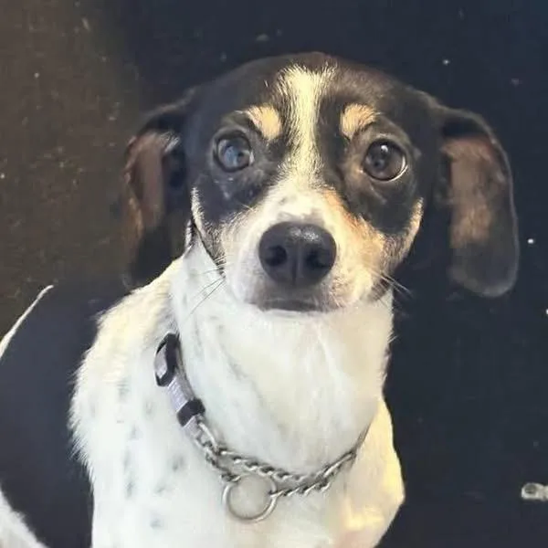 An adult small-sized female Chihuahua dog named Jolene for adoption in Eugene, OR