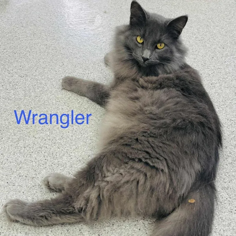 An adult small-sized male Gray / Blue / Silver Domestic Medium Hair cat named Wrangler for adoption in Duncan, OK