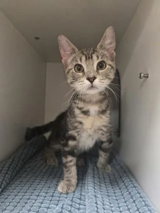 A baby small-sized male Domestic Short Hair cat named Mordecai for adoption in Savannah, GA