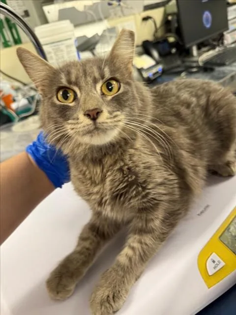 An adult medium-sized female Gray / Blue / Silver Domestic Medium Hair cat named Precious for adoption in Woodland, CA