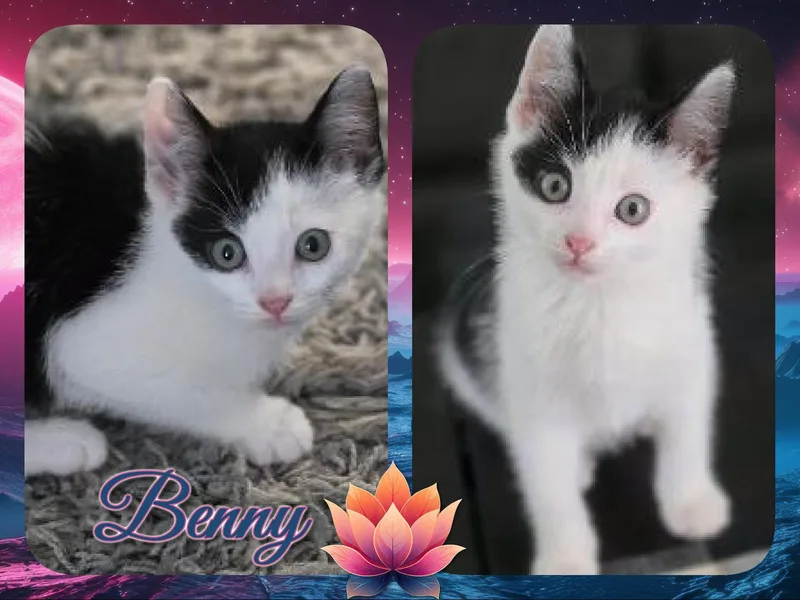 A baby medium-sized male Black & White / Tuxedo Domestic Short Hair cat named Indy for adoption in Corinth, NY