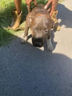A baby large-sized female Pit Bull Terrier dog named Apple for adoption in Dallas, TX
