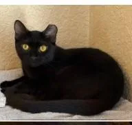 An adult medium-sized female Domestic Short Hair cat named Crow for adoption in West Chester, PA