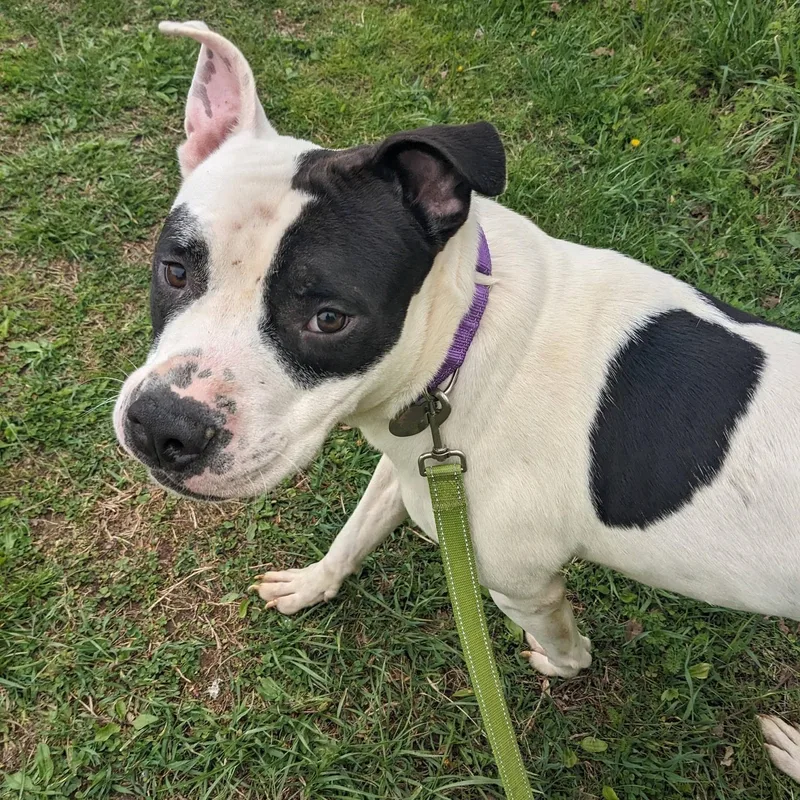 A young medium-sized male Black Pit Bull Terrier dog named Pongo for adoption in Phoenixville, PA