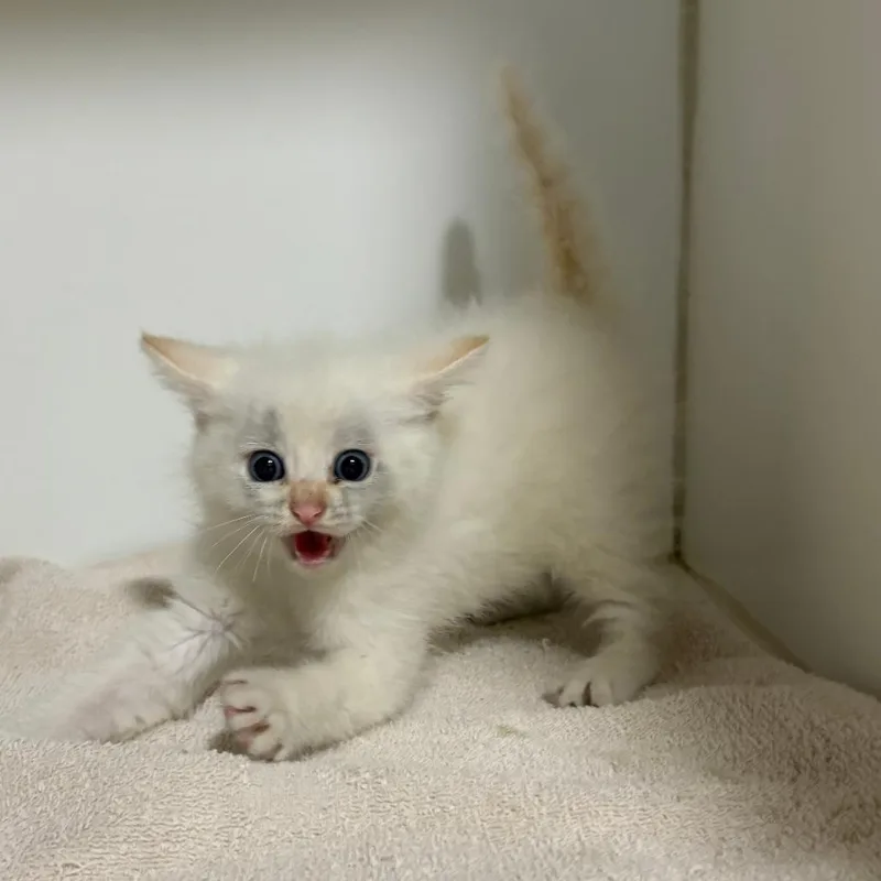 Marshmallow