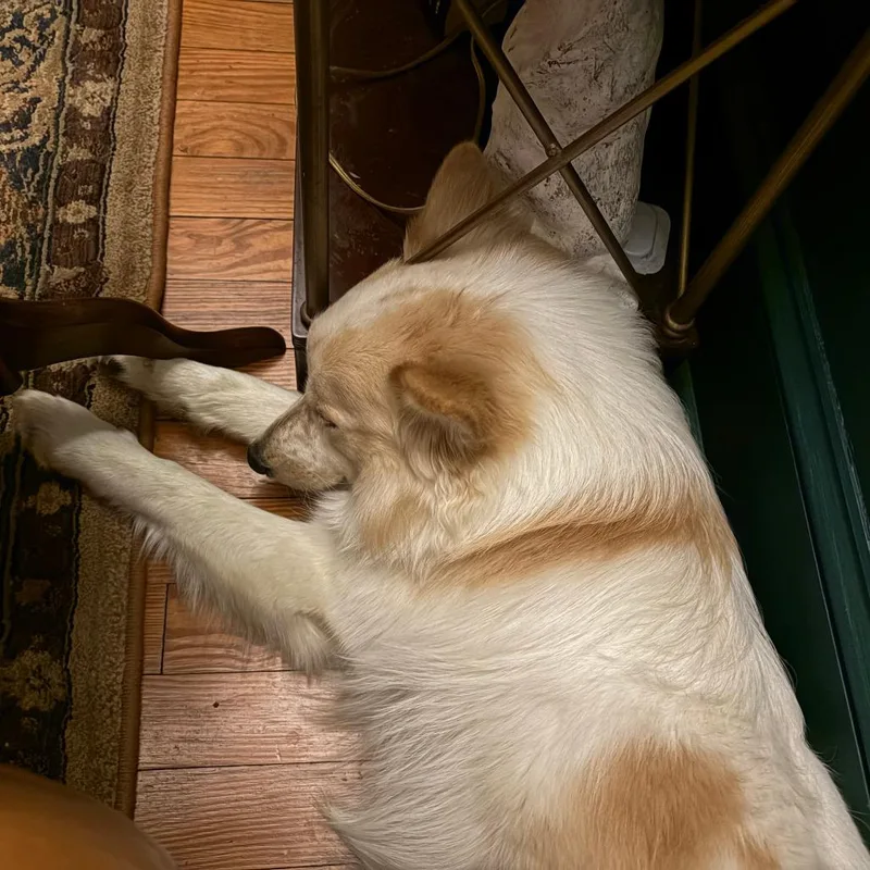 An adult medium-sized male White / Cream Mixed Breed dog named Pool Boy for adoption in York, PA