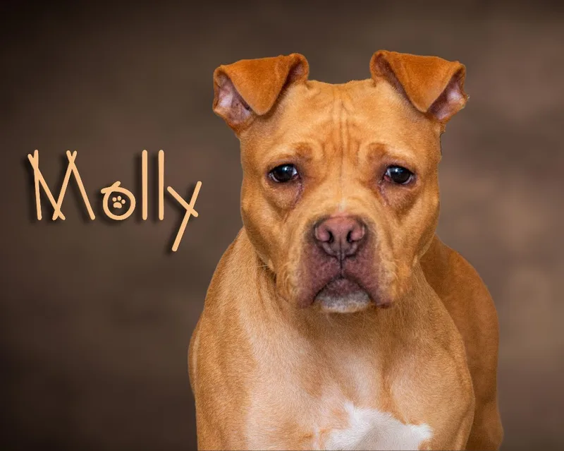 A senior medium-sized female Pit Bull Terrier dog named Molly for adoption in Somerset, PA