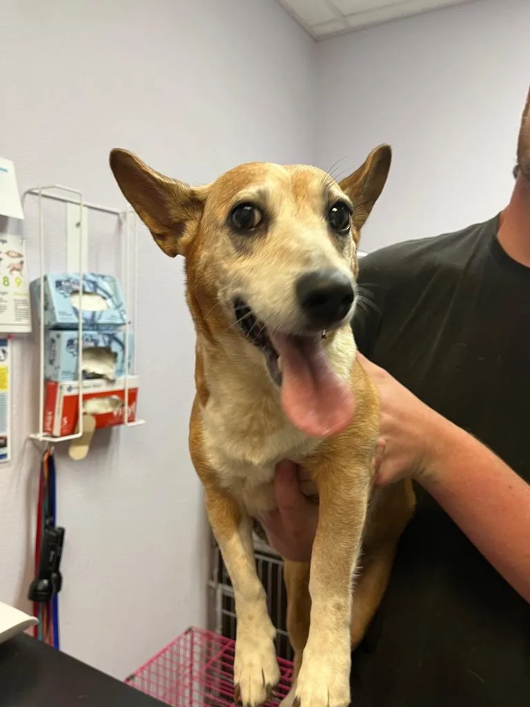A senior small-sized female Corgi dog named Olida for adoption in New Braunfels, TX