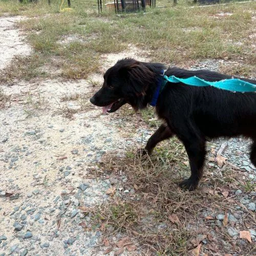 A baby medium-sized male Flat-Coated Retriever dog named Koda for adoption in Sanford, NC