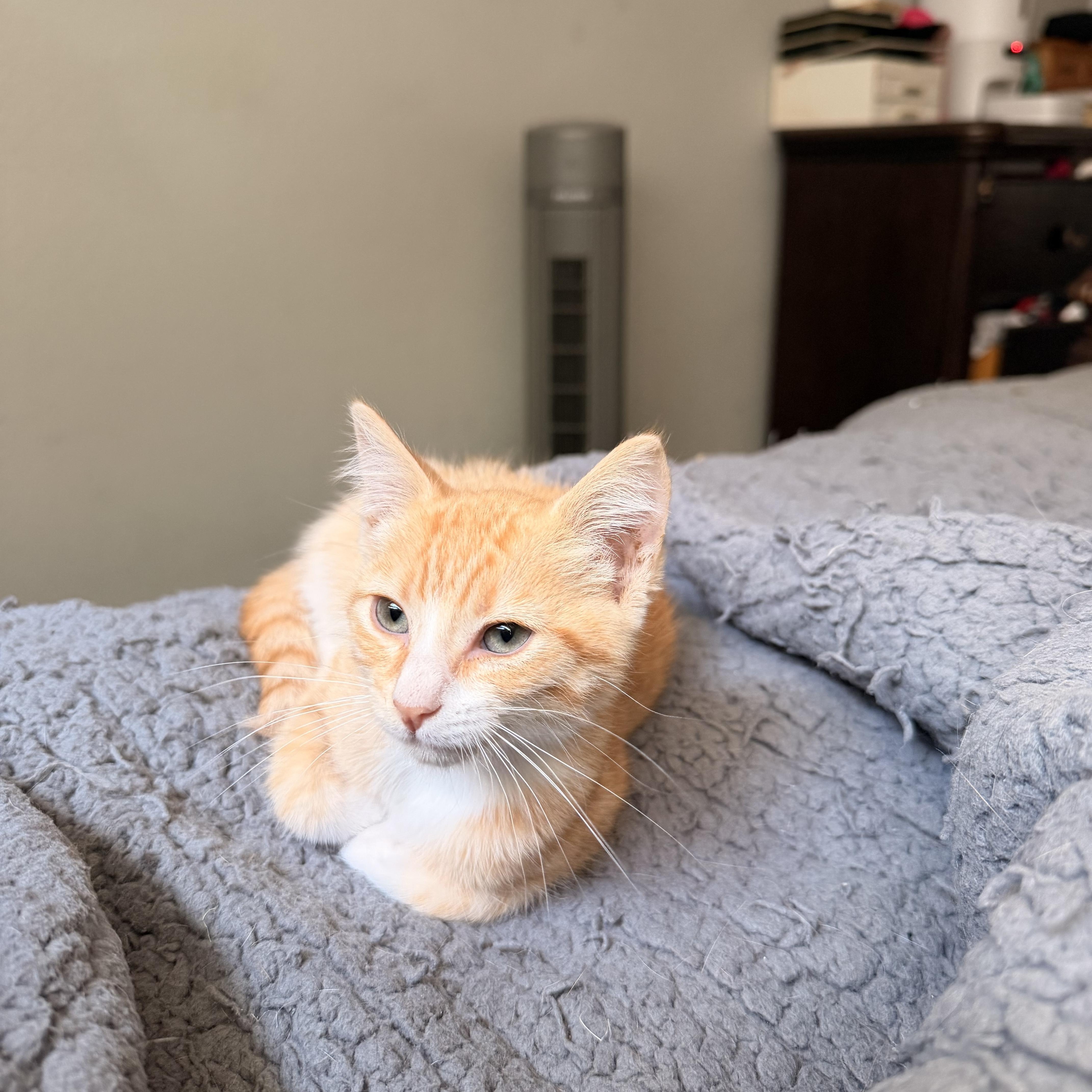 A baby medium-sized female Domestic Short Hair cat named Churro for adoption in Davis, CA