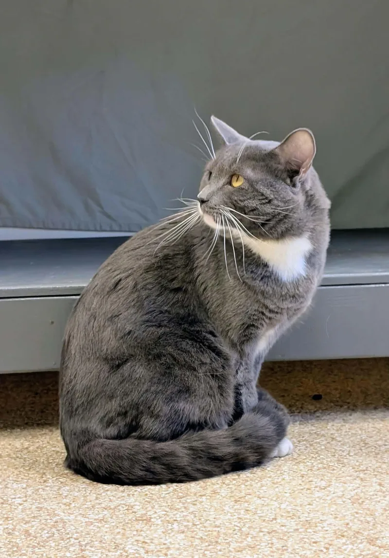 An adult large-sized male Gray & White Domestic Short Hair cat named Brice for adoption in Waupun, WI