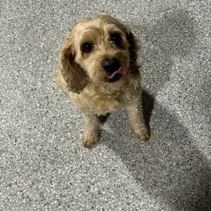 An adult small-sized female Apricot / Beige Cockapoo dog named Bella. Nice dog for adoption in Antwerp, OH