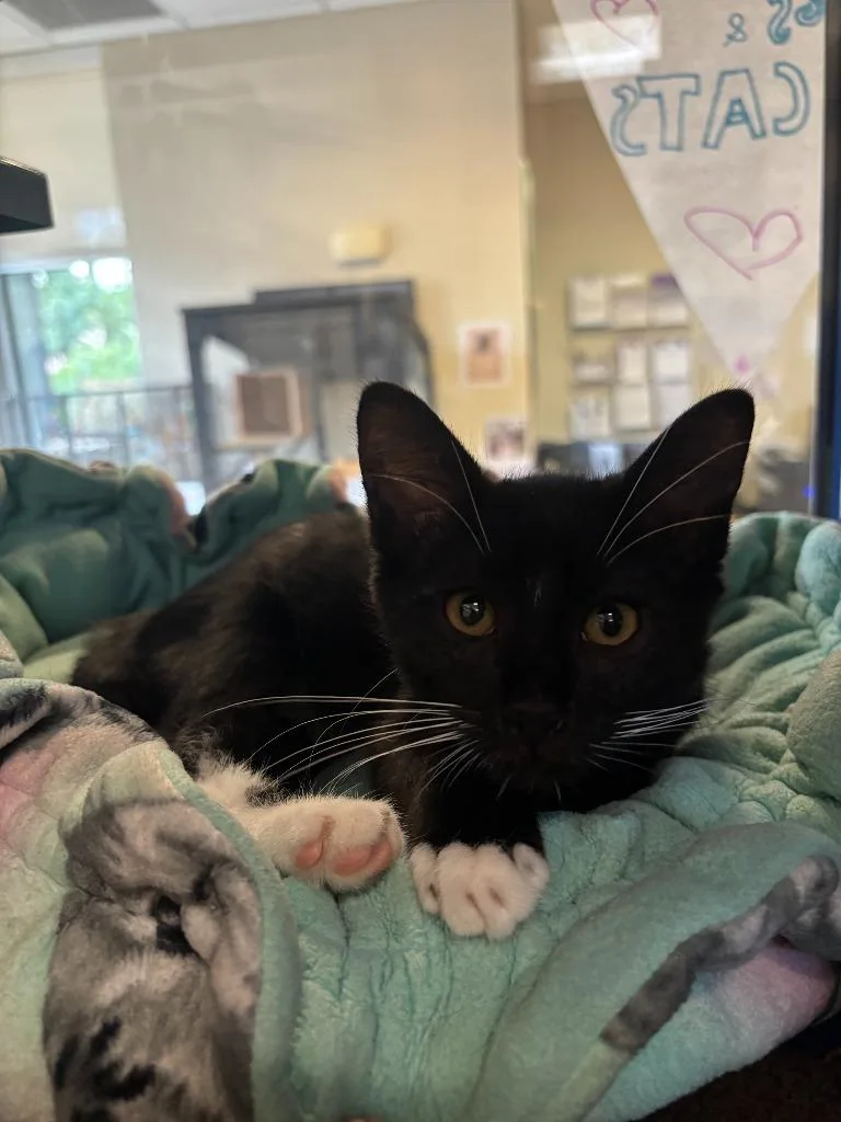 A baby small-sized male Domestic Short Hair cat named Jack for adoption in Little Elm, TX