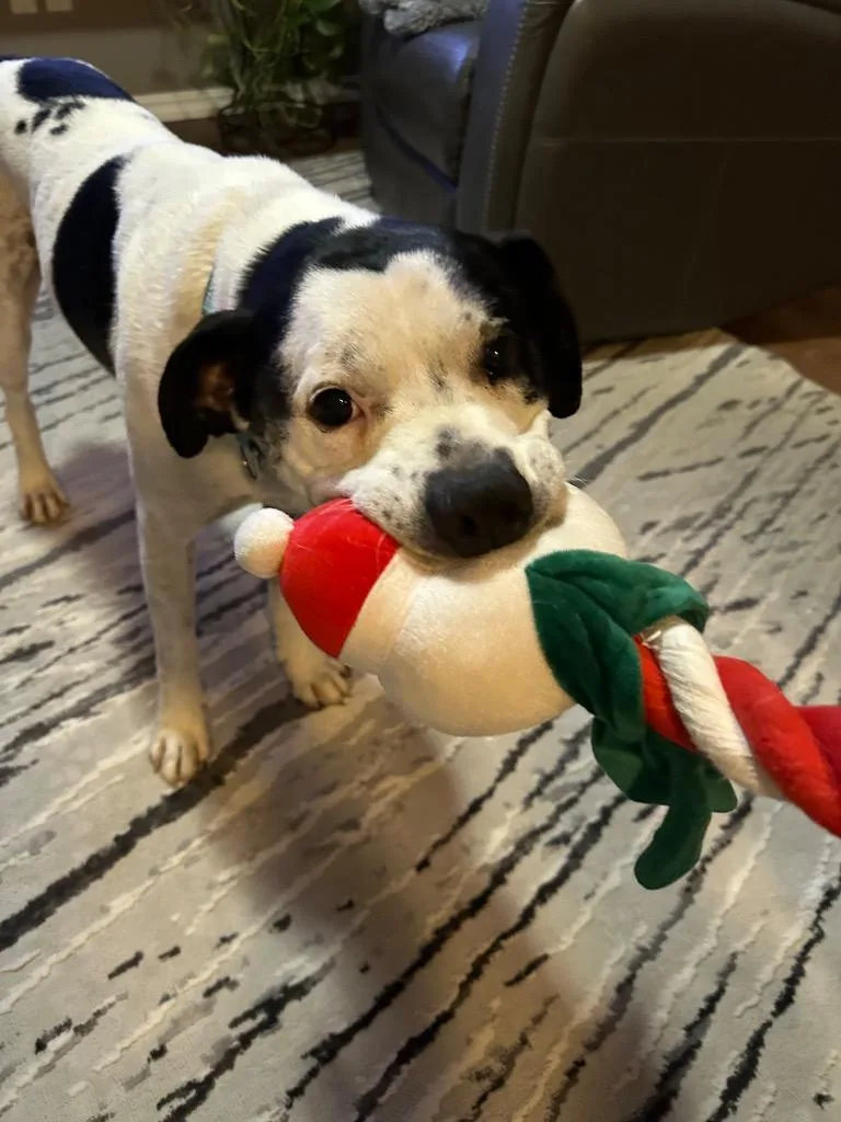 An adult medium-sized male Pit Bull Terrier dog named Chance for adoption in Newberg, OR