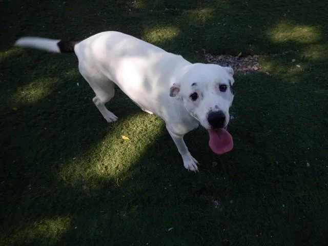 A young medium-sized female Pit Bull Terrier dog named Shy for adoption in Oroville, CA
