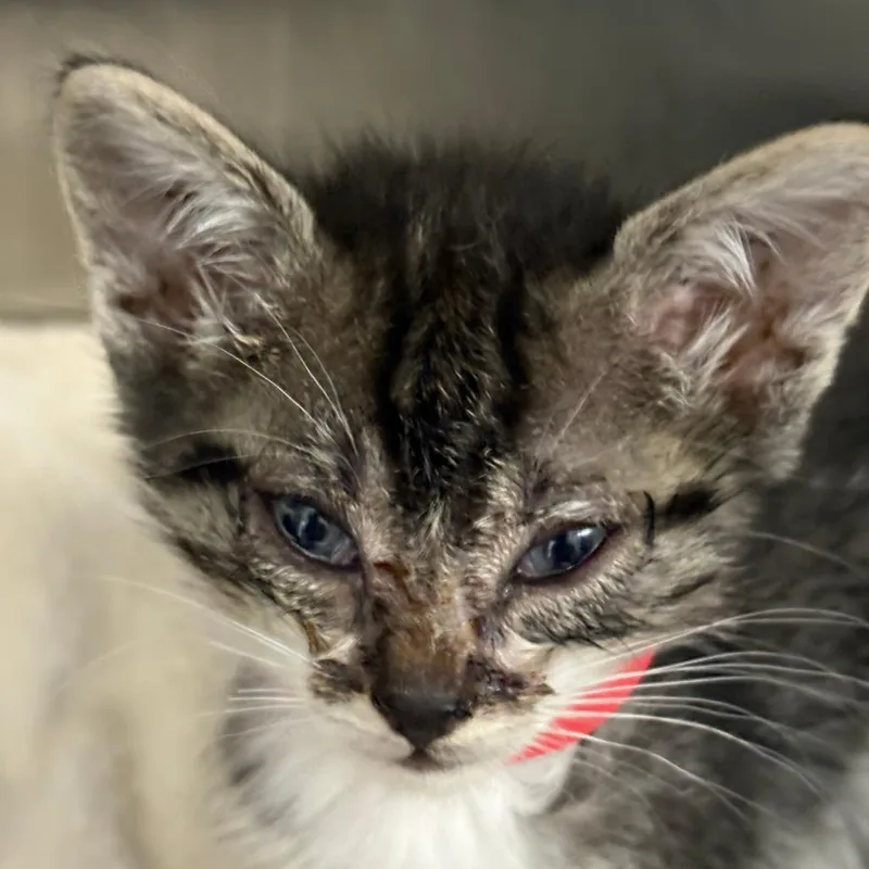 A baby small-sized female Gray / Blue / Silver Domestic Short Hair cat named Neptune for adoption in Taos, NM