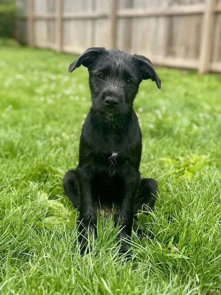 A baby medium-sized male Tricolor (Brown, Black, & White) Wire Fox Terrier dog named Sonny for adoption in Akron, OH