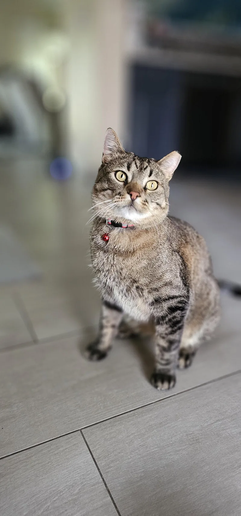 An adult large-sized male Domestic Short Hair cat named Ricky Martin for adoption in Aurora, CO