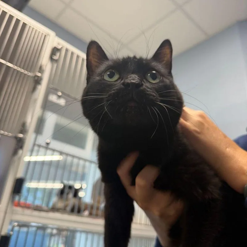 A senior medium-sized female Black Domestic Short Hair cat named Cuddles for adoption in Kingman, AZ