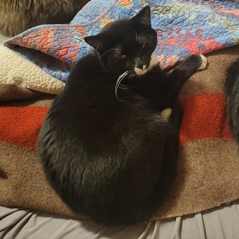 An adult small-sized male Black Domestic Short Hair cat named Melpert for adoption in PITTSBURGH, PA