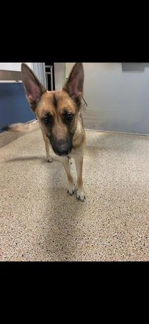 An adult large-sized female German Shepherd Dog dog named Mila for adoption in Miami, FL