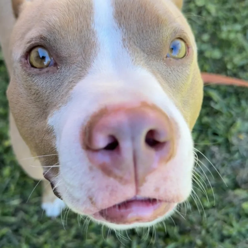 An adult medium-sized female Pit Bull Terrier dog named Saige for adoption in Springfield, MA