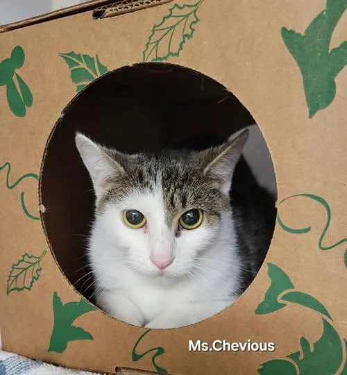 A young medium-sized female Tabby (Brown / Chocolate) Domestic Short Hair cat named Ms. Chevious for adoption in Mazon, IL