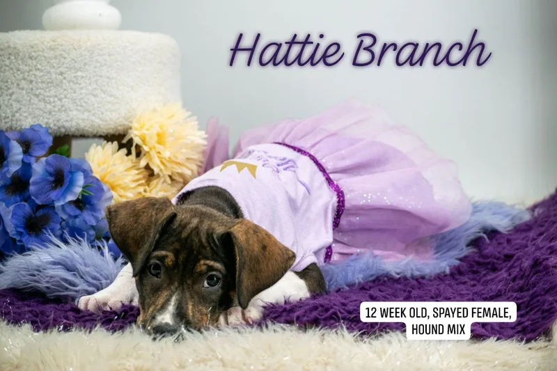 Hattie Branch thumbnail 4