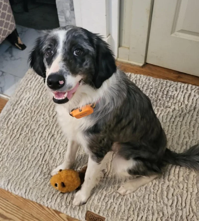 Nova