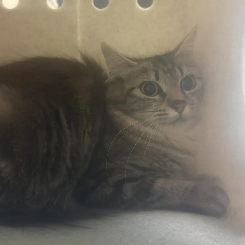 An adult medium-sized female Domestic Medium Hair cat named Princess Donut for adoption in Tacoma, WA