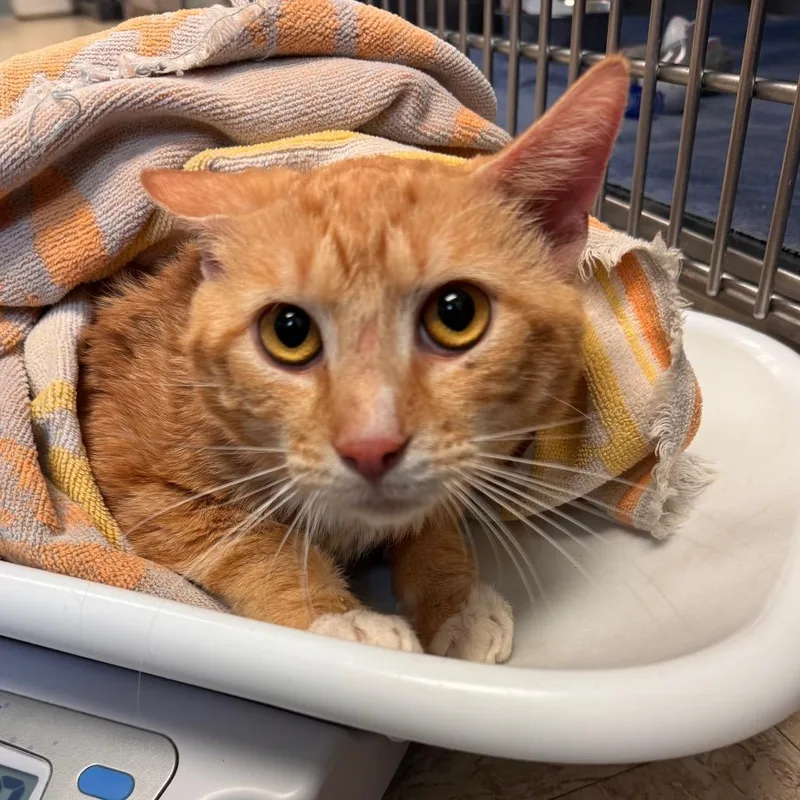 An adult medium-sized male Orange / Red Domestic Short Hair cat named Charlie for adoption in Birdsboro, PA