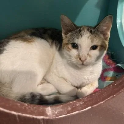 An adult small-sized female Calico Domestic Short Hair cat named Thorn C for adoption in Princeton, MN