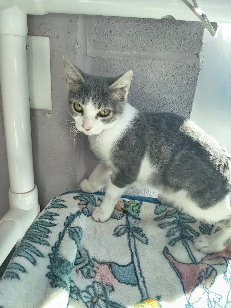 A baby medium-sized male Domestic Short Hair cat named Monte for adoption in Athens, TN