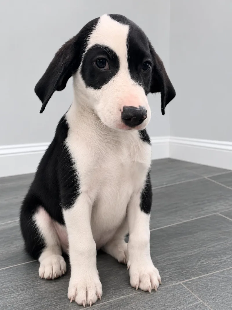 A baby medium-sized male Black Labrador Retriever dog named Rocco for adoption in Pleasant Valley, NY