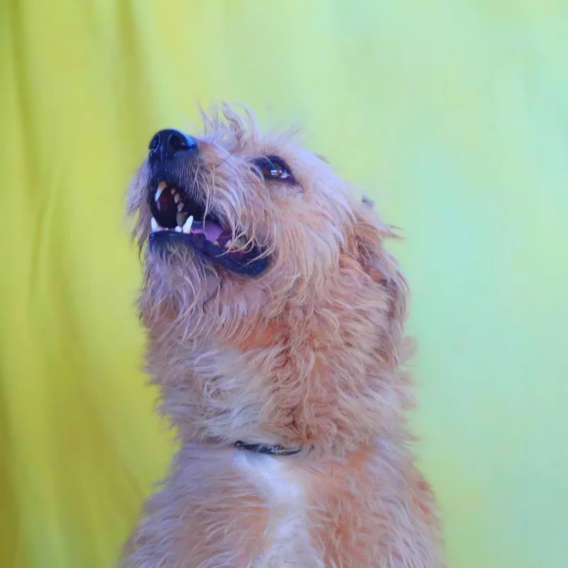 Maya Jum thumbnail 3