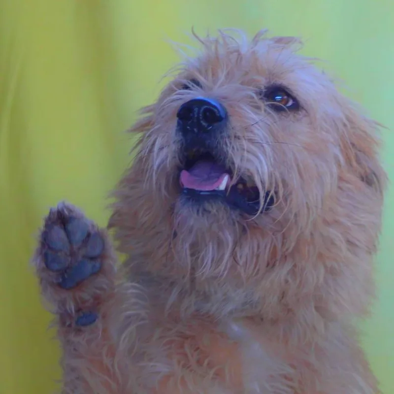 Maya Jum thumbnail 4