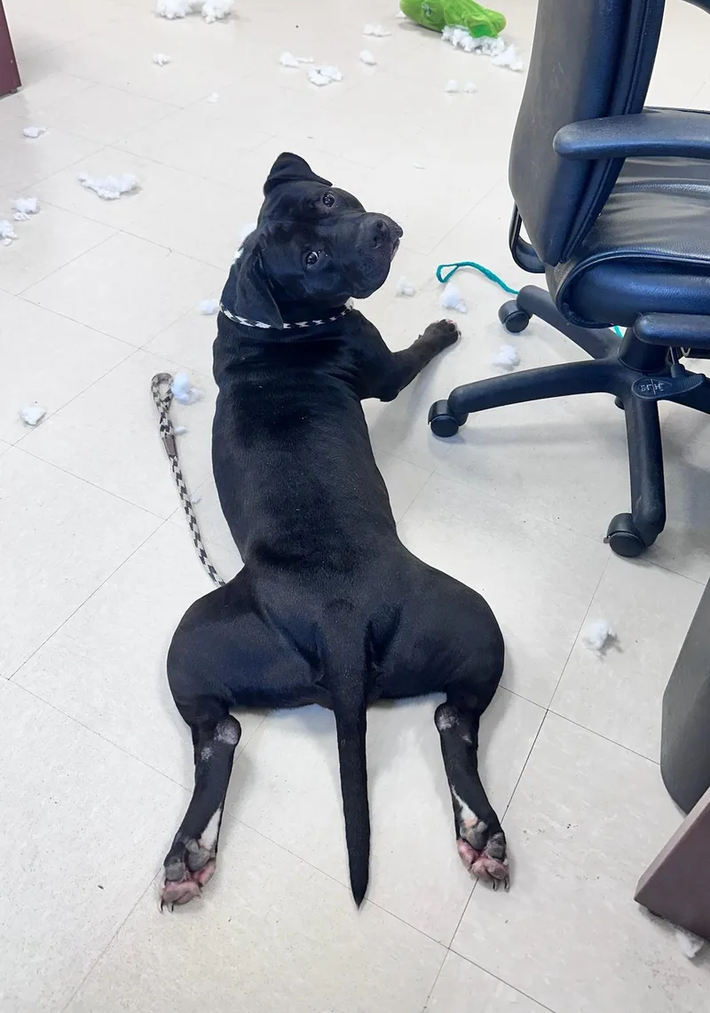 A young large-sized female Black Pit Bull Terrier dog named Mamma for adoption in Clayton, NJ