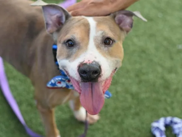 An adult medium-sized male Mixed Breed dog named Knuckles for adoption in Ridgewood, NY
