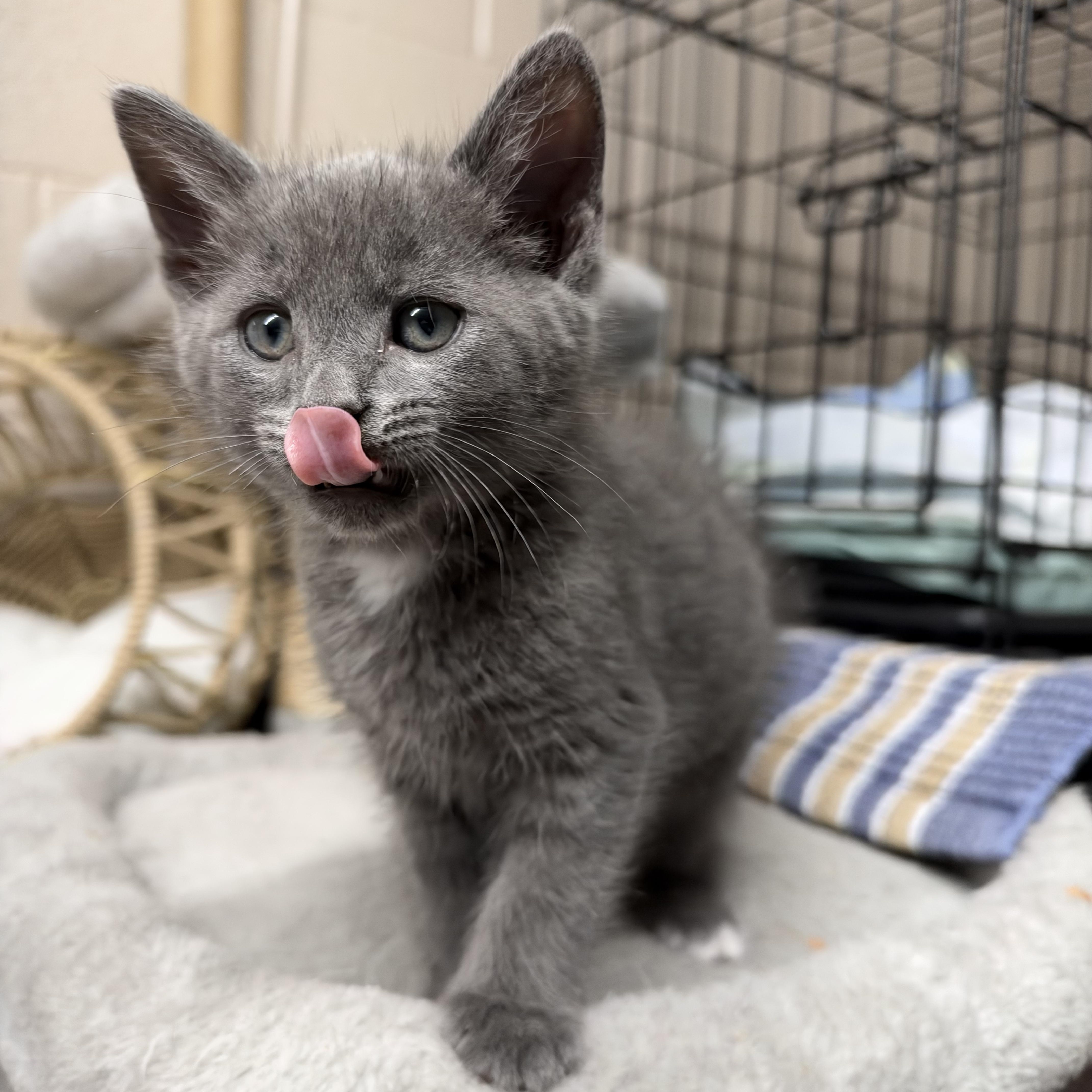 A baby medium-sized male Gray / Blue / Silver Domestic Medium Hair cat named Clyde for adoption in Lebanon, KY
